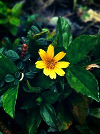 High angle view of yellow flower blooming outdoors
