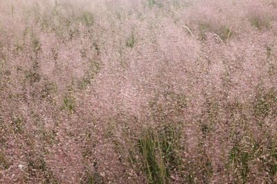Full frame shot of fresh flower field