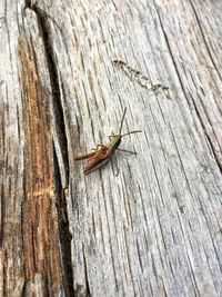 Close-up of insect on wood