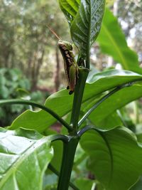 Close-up of insect on leaf