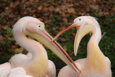 Close-up of pelican