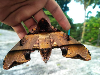 Close-up of a hand holding crab