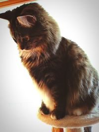 Close-up of a cat