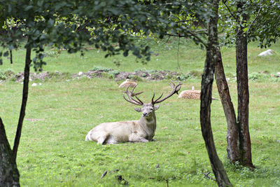 Portrait of a red deer stag lying in grass.