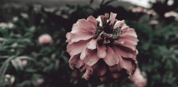 Close-up of pink flowering plant