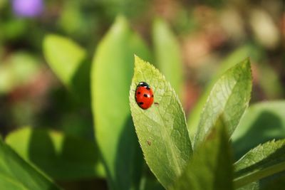 Close-up of ladybug on leaf