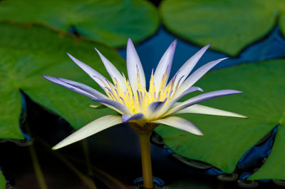 Close-up of lotus water lily