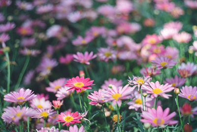 Chrysanthemum family flower garden beds,gardening