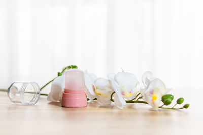 Close-up of white flower on table