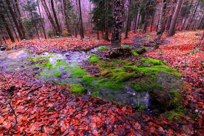 Plants and trees in forest during autumn