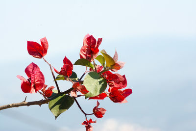 Low angle view of red flowering plant against sky