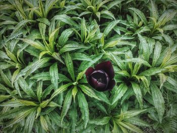 Close-up of flower blooming in park