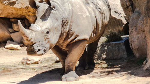 Elephant standing in a zoo