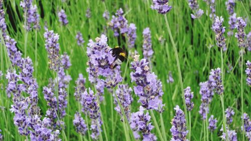 Close-up of bee on purple flowers blooming in field