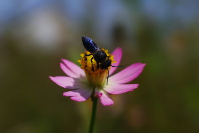 Close-up of insect on pink flower