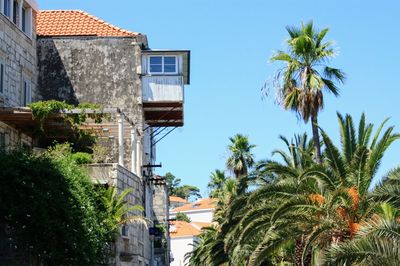 Low angle view of palm trees and plants against sky