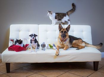 Dog on floor