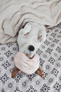 High angle view of dog sleeping on bed