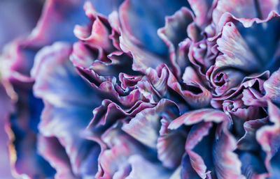 Close-up of pink rose flower