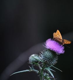 Close-up of purple flowering plant against black background