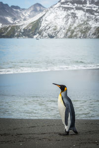 King penguin on beach with mountains behind