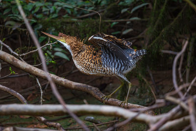 Close-up of a bird perching on branch