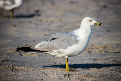 Close-up of seagull perching on land