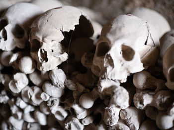 Close-up of human skull