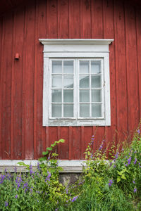 Close-up of window in house by plants