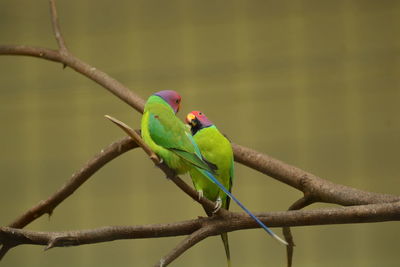 Close-up of parrot perching on branch