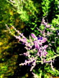 Close up of purple flowers