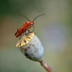 Close-up of insect on plant