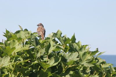 Low angle view of eagle perching on tree against clear sky