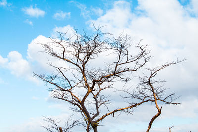 Low angle view of bare tree against sky