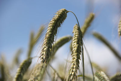 Close-up of stalks in field against sky