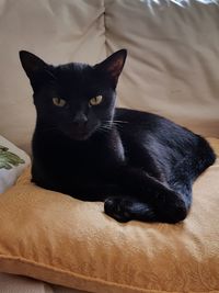 Portrait of black cat lying on bed at home