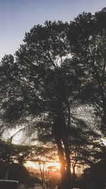 Low angle view of silhouette trees against sky during sunset