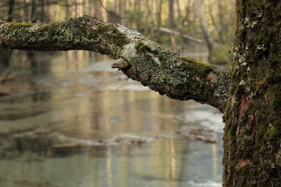 Close-up of tree trunk in forest