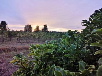 Plants growing on field against sky during sunset