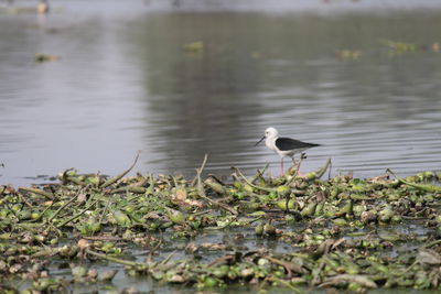 Birds in calm water