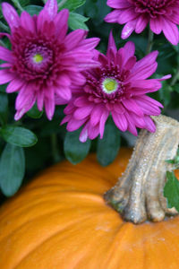 Close-up of purple flower on table