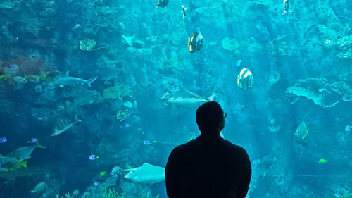Rear view of man looking at aquarium
