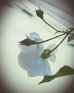 Close-up of white flowers