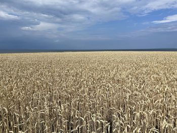 Scenic view of agricultural field against sky