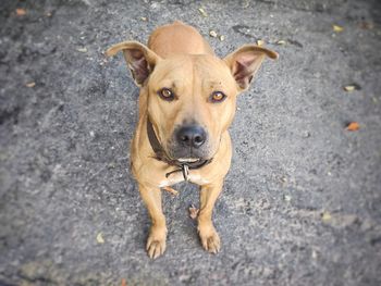 High angle portrait of dog standing