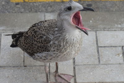 Close-up of seagull