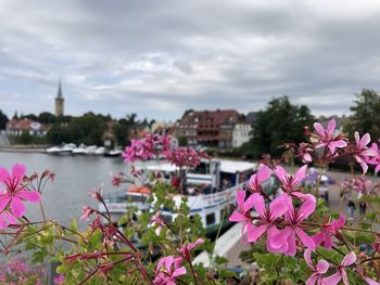 Close-up of pink flowering plants against sky