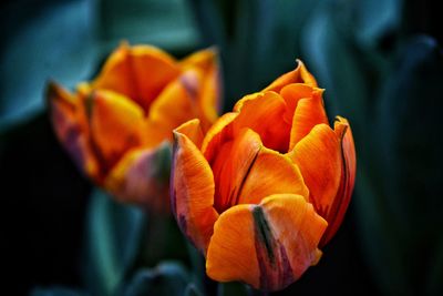 Close-up of orange flowering plant