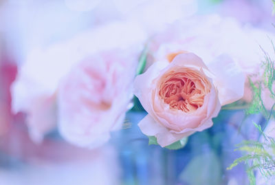 Close-up of rose bouquet