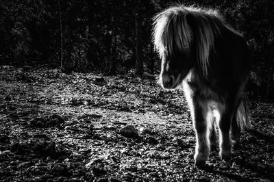 Dog standing on field